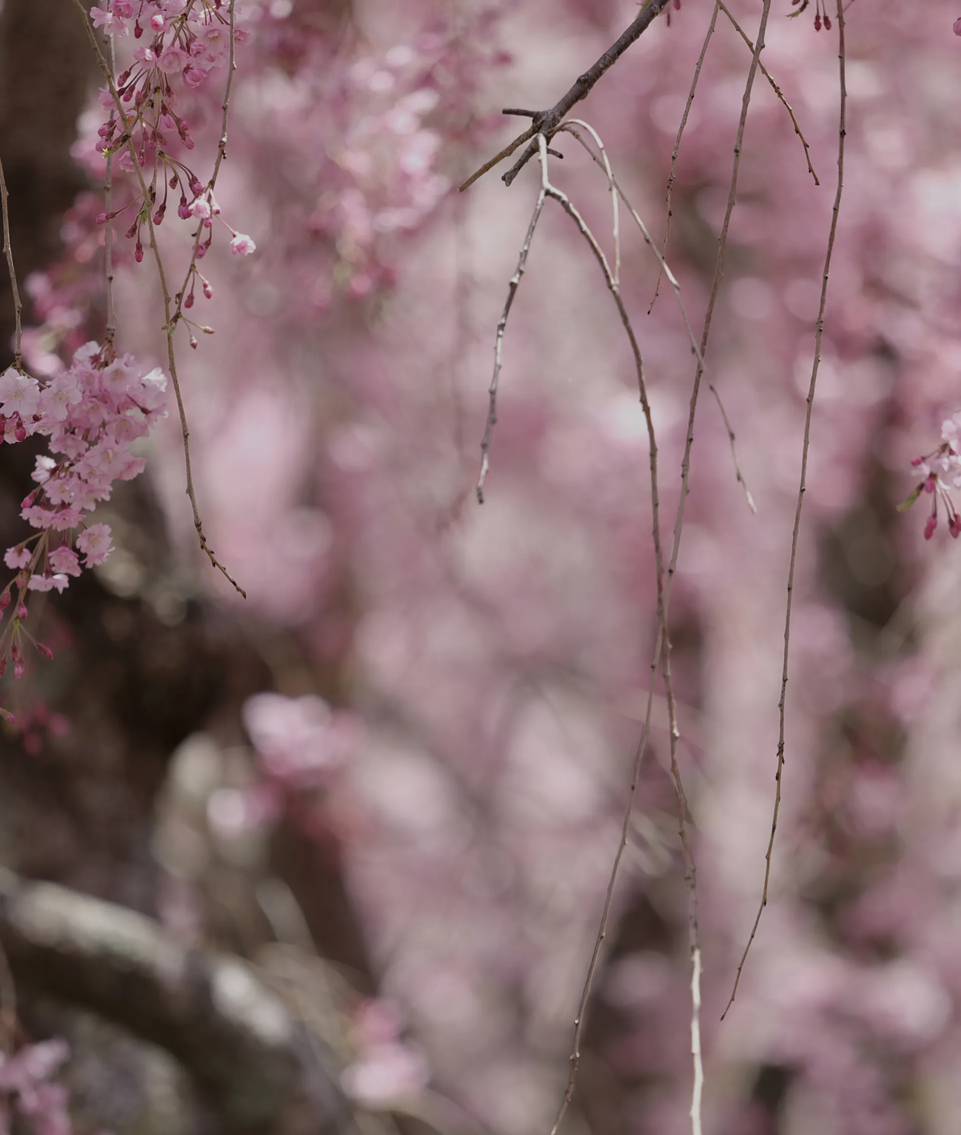 満開の枝垂れ桜、淡いピンク色の花が咲き誇る様子