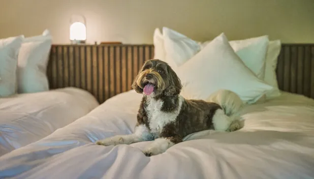 温泉スイート（ドッグフレンドリー）「いぶき」14棟