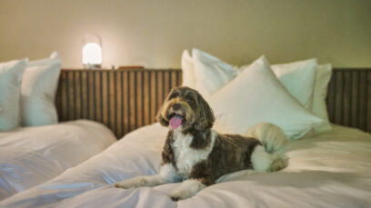 愛犬と過ごす「ドッグフレンドリーヴィラ」が誕生